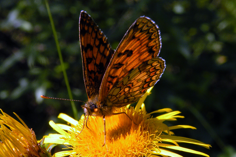 Melitaea athalia e Melitaea didyma